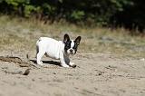 BOULEDOGUE FRANCAIS 186